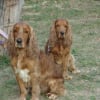 Max et Tiny