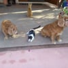 Ma, Tiny et Gin
