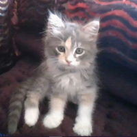 Photo #280019 de Nala