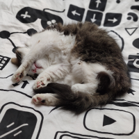 Photo #280060 de Fripon