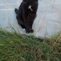 Photo #280149 de Blacky