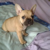 Photo #280211 de Bouledogue français 