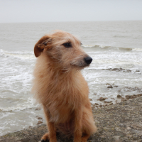 Photo #280333 de DAPHNE