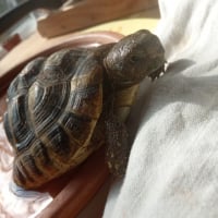 Photo #280340 de Meggie