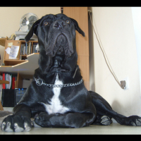 Photo #280351 de Buffalo Bill des contes de Lola
