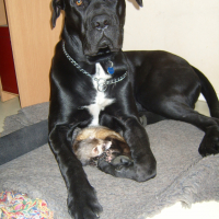 Photo #280354 de Buffalo Bill des contes de Lola