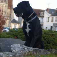 Photo #280356 de Buffalo Bill des contes de Lola