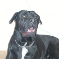 Photo #280357 de Buffalo Bill des contes de Lola