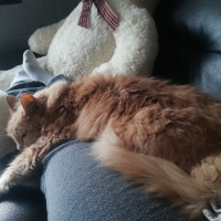 Photo #280402 de Caramel