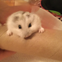 Photo #280467 de Flocon 