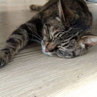 Photo #280471 de Akira