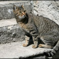 Photo #280472 de Akira