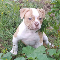 Photo #280564 de Nacho
