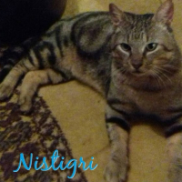 Photo #280573 de Nistigri