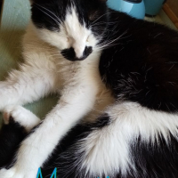 Photo #280574 de Moustique