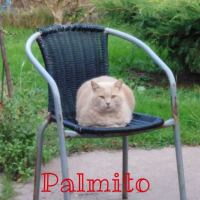 Photo #280576 de Palmito