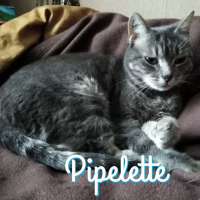 Photo #280578 de Pipelette