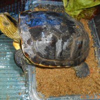 Photo #280591 de CHEYENNE