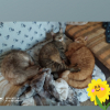 Ma Tribu chats Lyana Chipie Caramelou mes rescapés ❤️