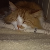 Photo #281154 de Calin