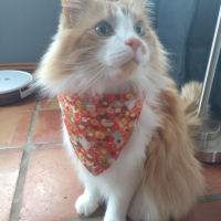 Photo #281169 de Calin