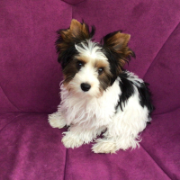 Photo #281181 de Toffy