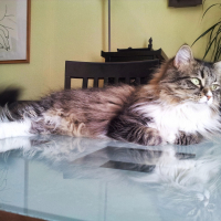 Photo #281268 de Lilie