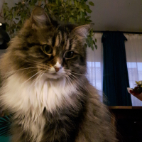 Photo #281271 de Lilie