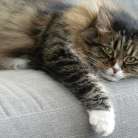 Photo #281274 de Lilie