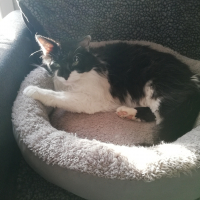 Photo #281277 de Pompon