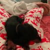 dodo