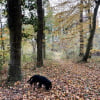 l’automne …