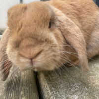 Photo #281520 de Ponyo
