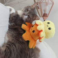 Photo #281556 de Simba 