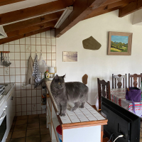 Photo #281607 de Saphyr 