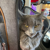 Photo #281613 de Saphyr 