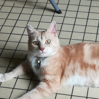 Photo #281649 de Shadow 