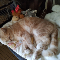 Photo #281652 de Shadow 
