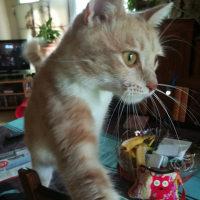 Photo #281655 de Shadow 