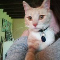 Photo #281661 de Shadow 