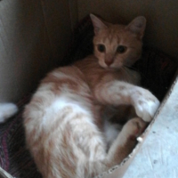 Photo #281664 de Shadow 