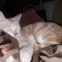 Photo #281670 de Shadow 
