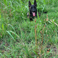 Photo #281679 de Thor 