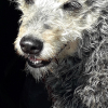 Photo #281745 de Linka