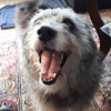Photo #281748 de Linka