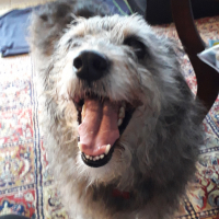 Photo #281748 de Linka