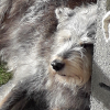 Photo #281751 de Linka