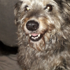 Photo #281757 de Linka