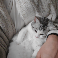 Photo #282204 de Tiango