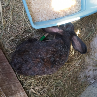 Photo #282228 de Tamarah